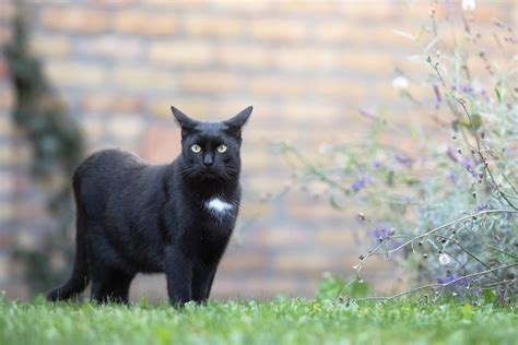 エストニア国立博物館: なぜ猫は時々哲学者になるのか？