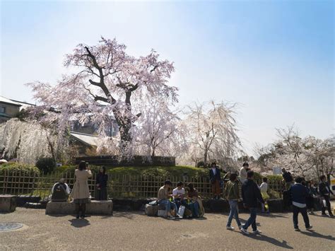 北の丸公園駐車場: 都市の静寂と喧騒の交差点