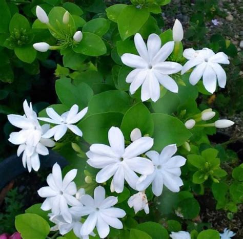   The Jasmine Flower: Un racconto indonesiano del VI secolo sulle virtù della gentilezza e la potenza di un fiore