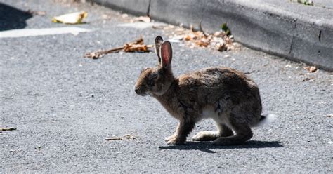 The Rabbit Who Craved Wisdom? Unveiling the Mystical Journey of Self-Discovery